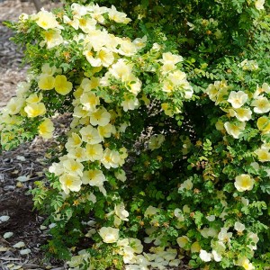 ROSA HUGONIS (Specie)